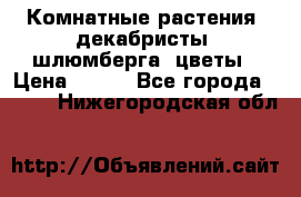 Комнатные растения, декабристы (шлюмберга) цветы › Цена ­ 300 - Все города  »    . Нижегородская обл.